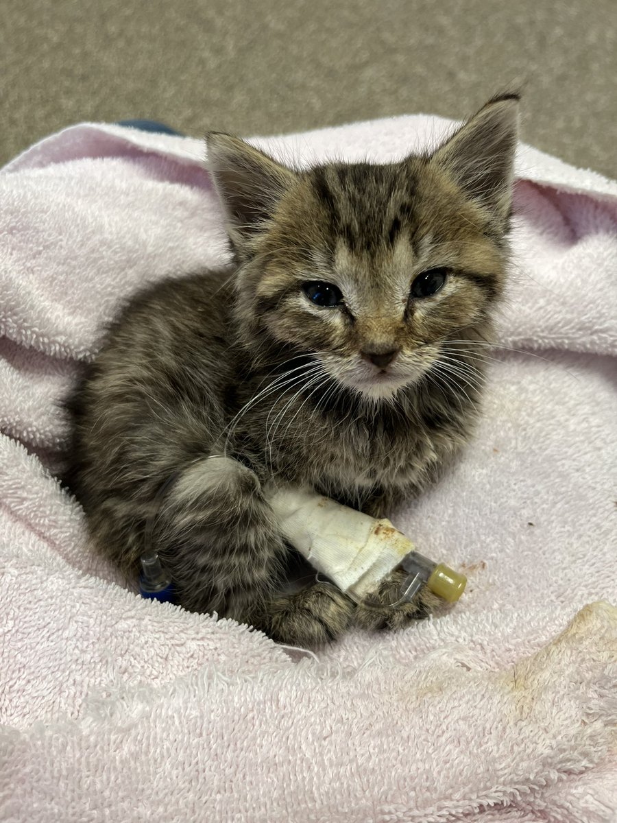 Crits For Cats lnc. Cat Rescue tweet media