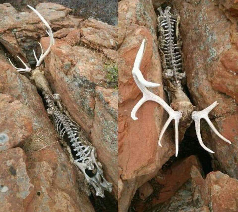 EnsedeCiencia's tweet photo. En la naturaleza hay formas de agonizar y morir bastante trágicas. 😨 https://t.co/pjOJ0hBU60
