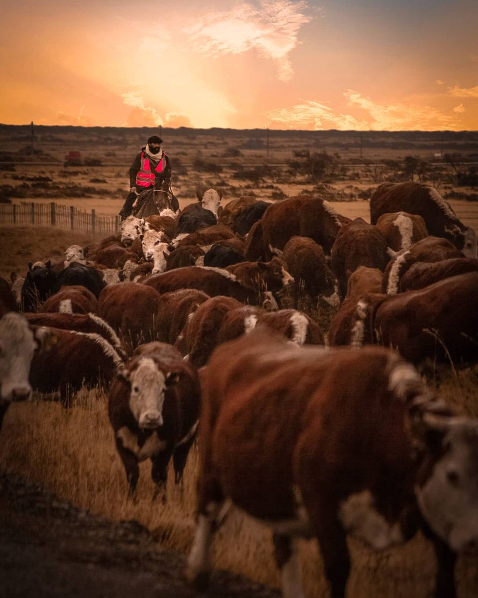 PatriciaG9dj's tweet image. Arreo Patagónico 
📸 Brandon Carcamo