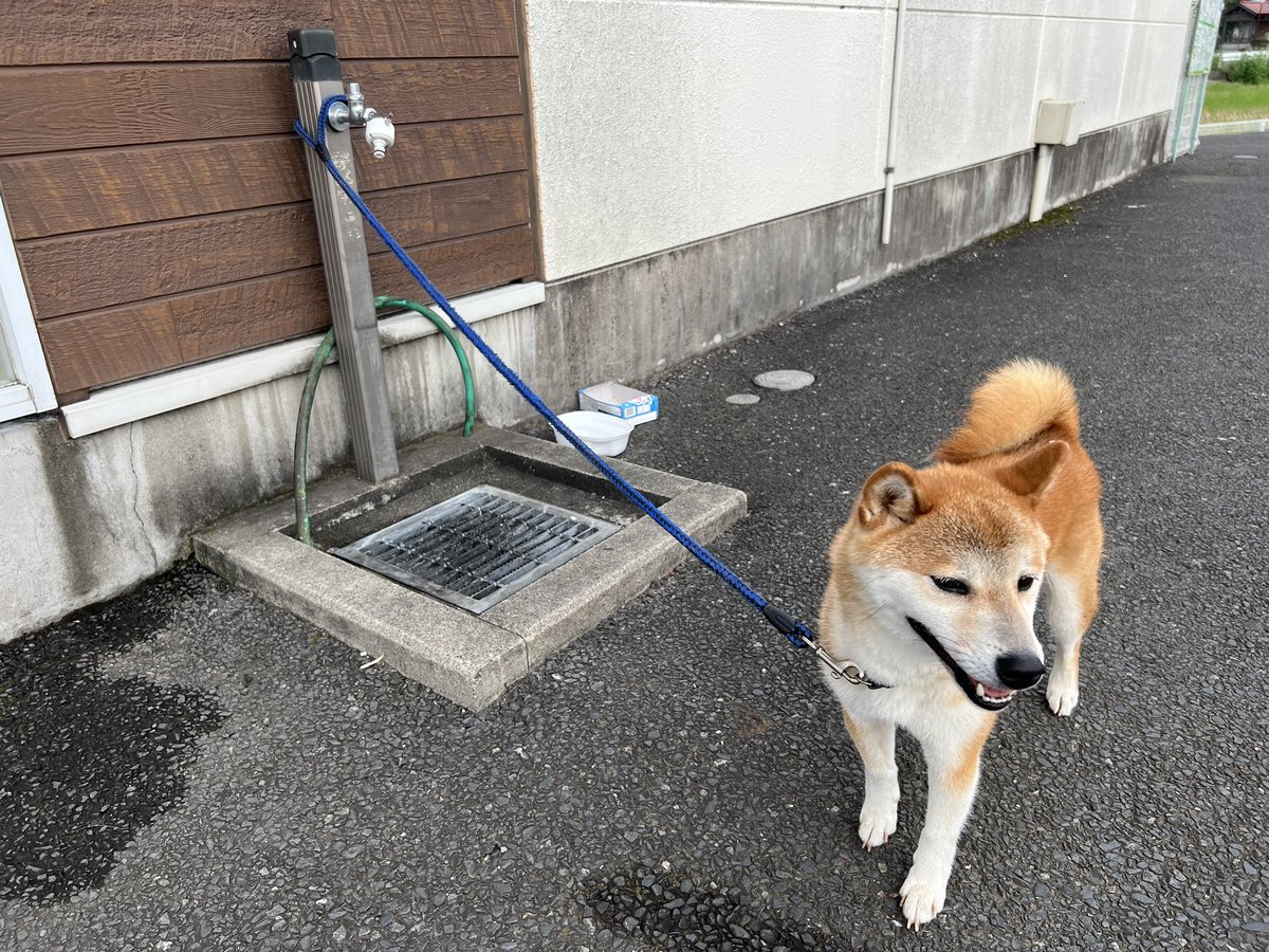 おはようございます☀ ファミリーマートベツイ栃木東店にて 迷子の犬を保護しています。 情報拡散よろしくお願いします。 #栃木県 #栃木市 #迷子犬