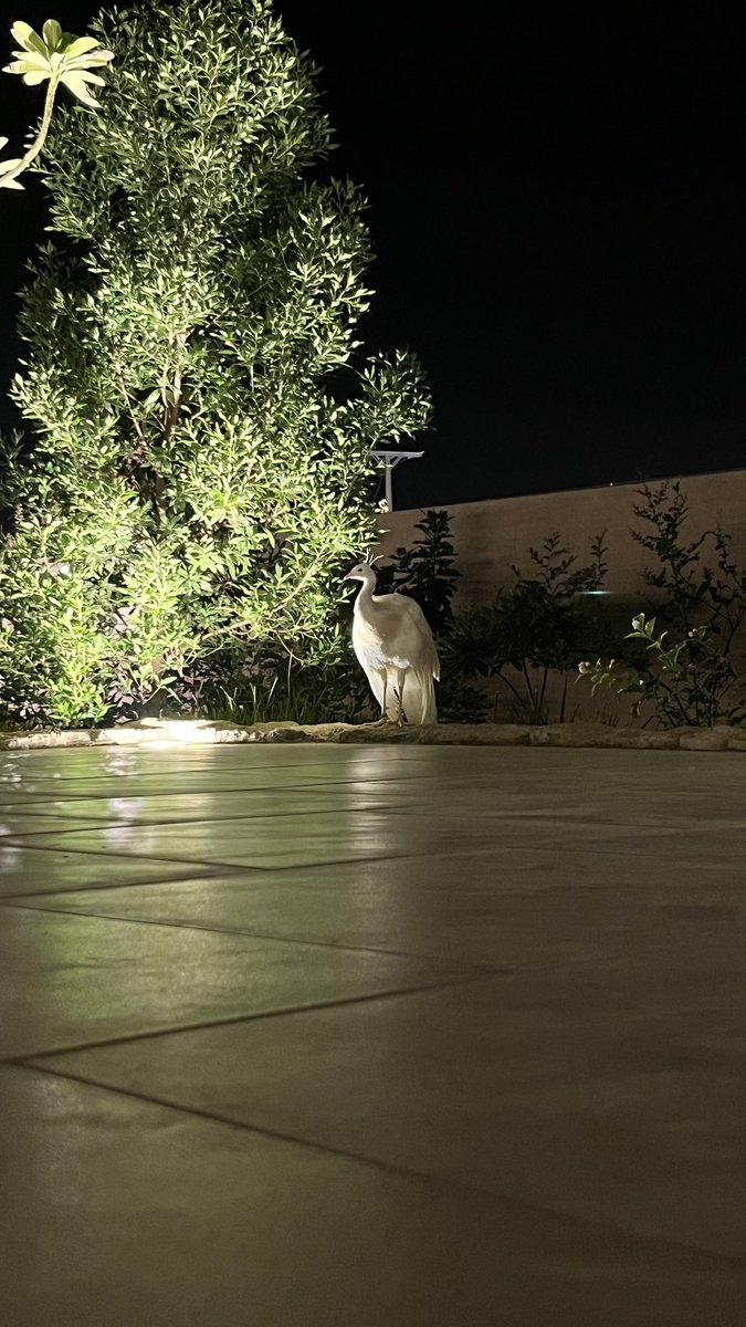 " الطيبون كلما أرادوا أن يصبحوا سيئين فشلوا، لأن بداخلهم بذرة صغيرة تسمى الضمير .. هي ما يمنعهم