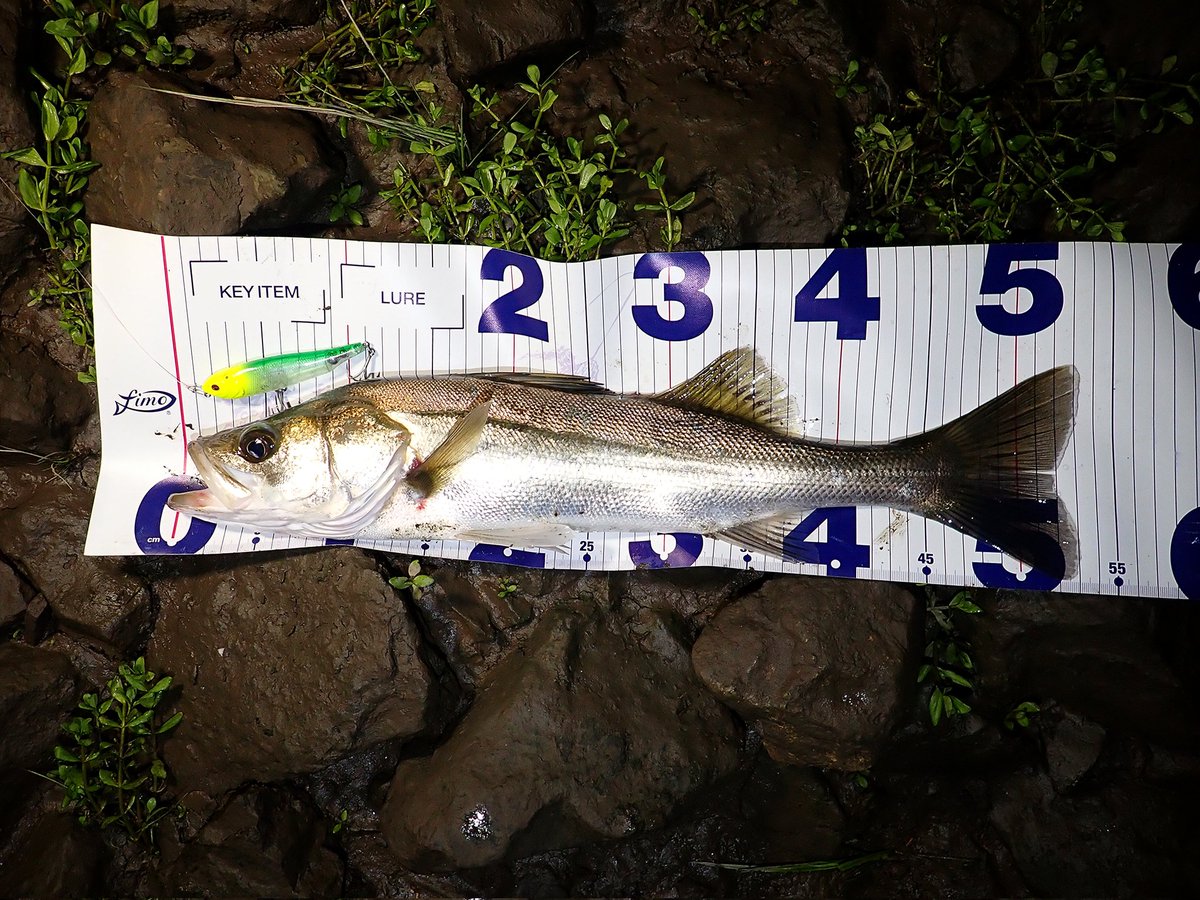 sasametsuribito's tweet image. 笹目釣人はスッポンだけではなく、シーバスも釣っています。

#fimoモニター