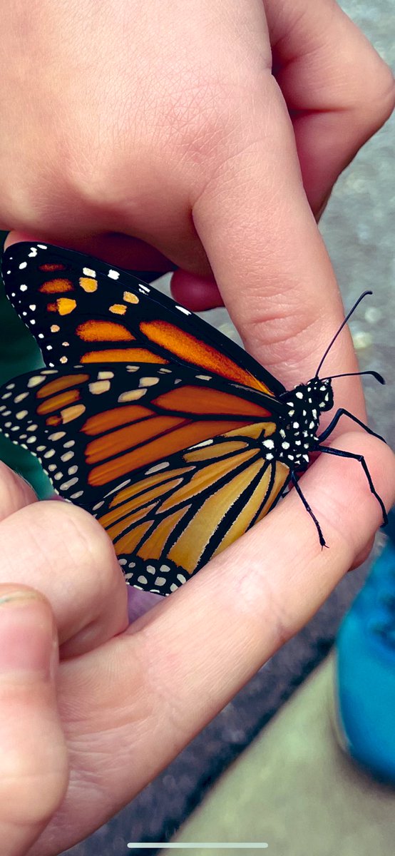 SusanKochVT's tweet image. This is what it’s all about! #firstgrademagic #mrpsvt 
@BareaKatie @Bonesteelvt