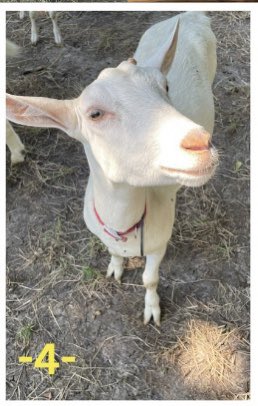 “We Visited a Goat Dairy.' Read the book connection & see @amber_royer's #ScrapbookPage on #LoneStarLit Tour of SOMETHING BORROWED,
SOMETHING 90% DARK w/ @lynnmpoppe!

chapterbreak.net/2023/09/14/som…