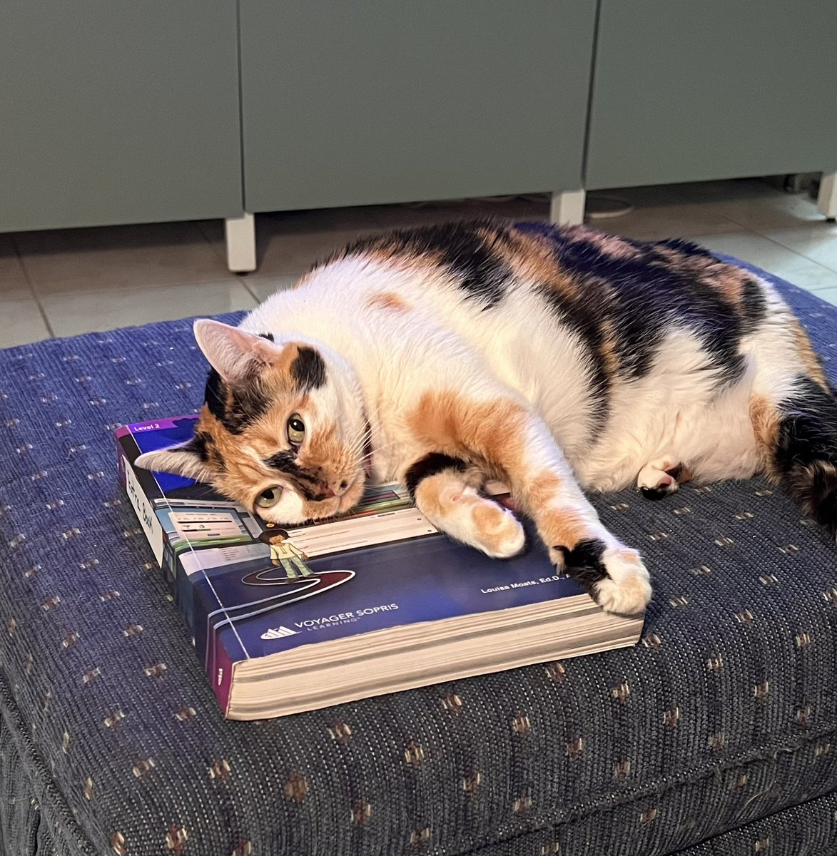 KleighM84's tweet photo. When You hit the school books to hard…. #teacherlife #makinglessonPlans #languagelive #cats https://t.co/f6rzVT2jvt