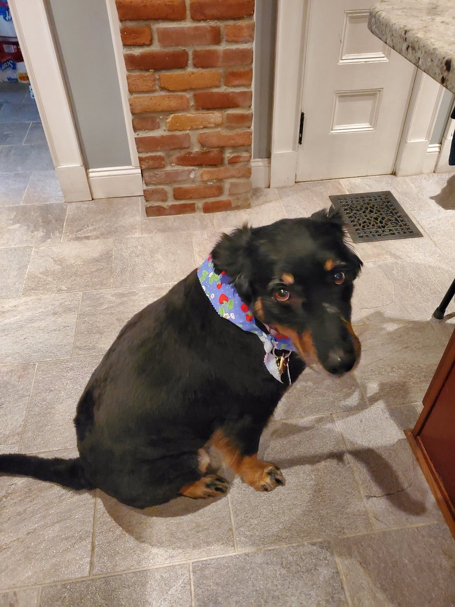 AColorland15's tweet photo. @Batshitcrazy_8 Aww shes a cutie ... if I was there she could play with my girl Zoey... shes an Australian Shepard mix and she loves to play! https://t.co/w9afLngAQ5
