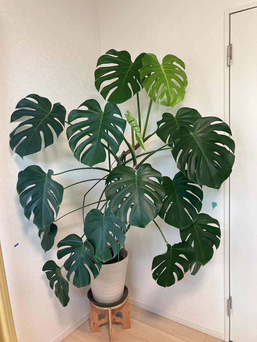 kh_er_'s tweet photo. モンステラちゃん、順調に成長中〜🌱

#モンステラ
#観葉植物
#インドアグリーン
#Green https://t.co/8Ix6qpD9Ls