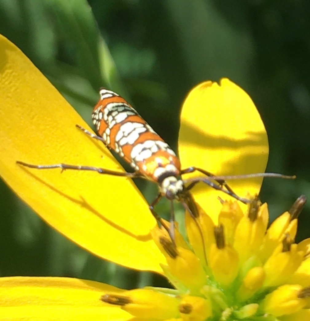 Ailanthus Webworm Moth (Atteva aurea)#FloraFaunaFriday