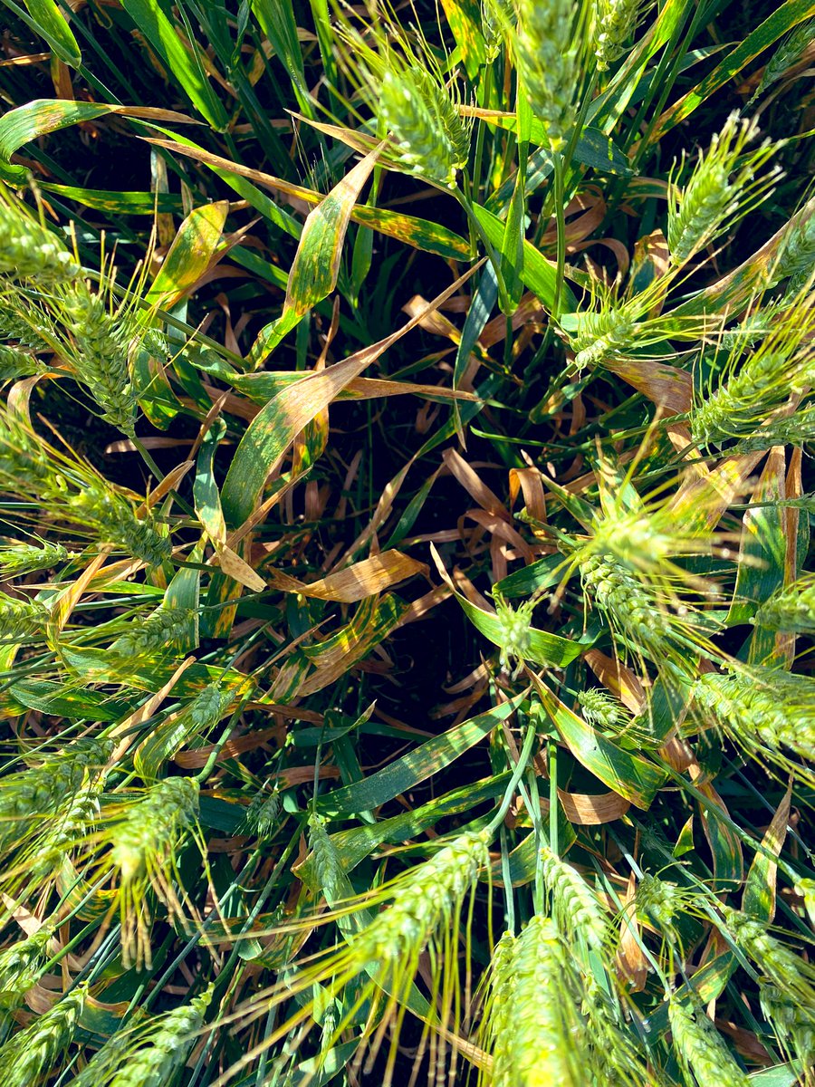 Even with the dry back half of the season. Still some huge fungicide responses to showcase at our SYP disease site.