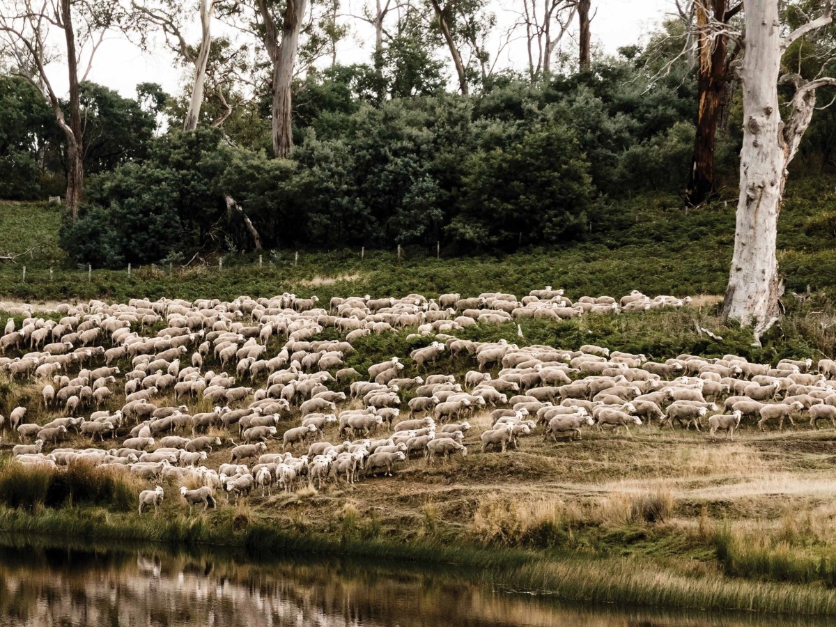 Read some key insights into Tasmanian sheep husbandry practices from our Timing of Operations Survey - mailchi.mp/eb3eaee5e793/s… @woolinnovation
