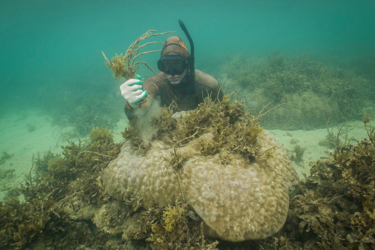 James Cook Uni (@jcu) on Twitter photo 🪸👏A volunteer seaweed removal program involving citizen scientists has seen a dramatic improvement of up to 600% coral regrowth off the coast of Magnetic Island.
<a href="/DrIanMcLeod/">Dr Ian McLeod</a> <a href="/DrCathiePage/">Cathie Page</a> <a href="/Earthwatch_Aus/">Earthwatch Australia</a> <a href="/aims_gov_au/">Australian Institute of Marine Science</a>
Full story📄👉shorturl.at/imnxV
📸by Roxana Caha 🪸👏A volunteer seaweed removal program involving citizen scientists has seen a dramatic improvement of up to 600% coral regrowth off the coast of Magnetic Island.
<a href="/DrIanMcLeod/">Dr Ian McLeod</a> <a href="/DrCathiePage/">Cathie Page</a> <a href="/Earthwatch_Aus/">Earthwatch Australia</a> <a href="/aims_gov_au/">Australian Institute of Marine Science</a>
Full story📄👉shorturl.at/imnxV
📸by Roxana Caha