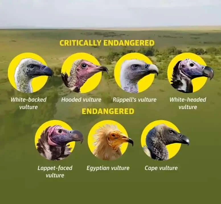Critically Endangered Species! #vultures