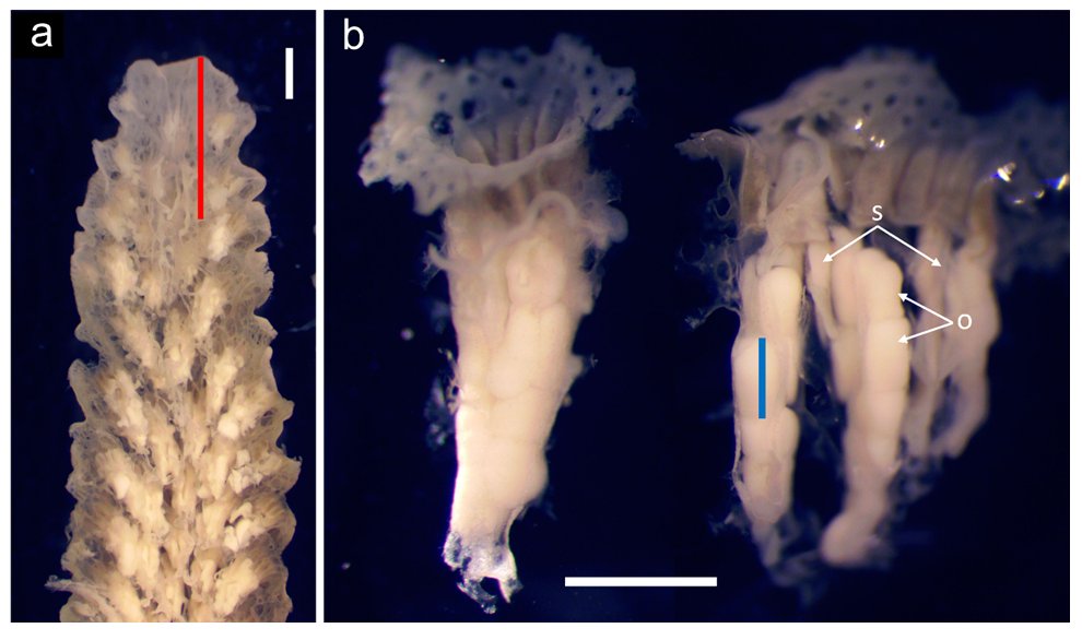 Carly Randall (@drcarlyrandall) on Twitter photo Corals are severely bleaching in much of the W Atlantic and Caribbean. If a coral survives, will it contribute to the next gen? Check out our preprint - latent effects of bleaching on Acropora reproduction! <a href="/aims_gov_au/">Australian Institute of Marine Science</a> Congrats <a href="/NicoBriggs1/">Nico Briggs</a>! #ACRRI #WCP
researchsquare.com/article/rs-334… Corals are severely bleaching in much of the W Atlantic and Caribbean. If a coral survives, will it contribute to the next gen? Check out our preprint - latent effects of bleaching on Acropora reproduction! <a href="/aims_gov_au/">Australian Institute of Marine Science</a> Congrats <a href="/NicoBriggs1/">Nico Briggs</a>! #ACRRI #WCP
researchsquare.com/article/rs-334…