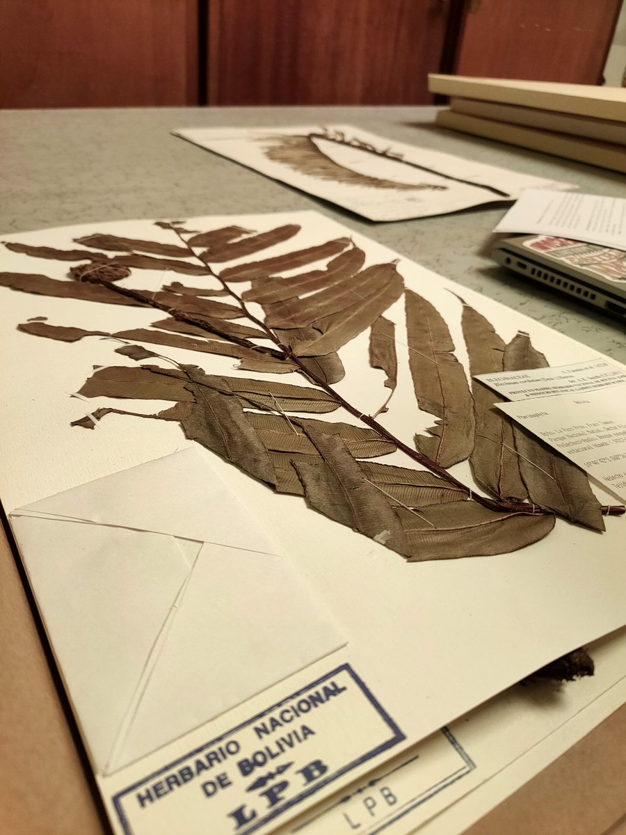 FlagLab ha llegado a Bolivia. Estos días, <a href="/Mario_Mairal/">Mario Mairal</a>, <a href="/molino_sonia/">Sonia Molino</a>, <a href="/bryomedina/">Rafael Medina | @bryomedina.bsky.social</a> y <a href="/Guille_sr24/">Guillermo 🌿</a> están haciendo trabajo de campo y de herbario en diferentes localizaciones. El mal de altura no ha podido con ellos, y han llegado con ganas de comerse los helechos bolivianos.