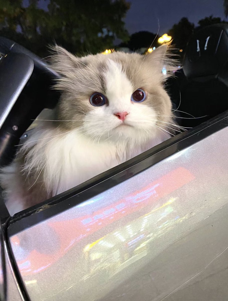 boobacrypto's tweet photo. get in loser we're goin shopping https://t.co/1M4TEN0P0p