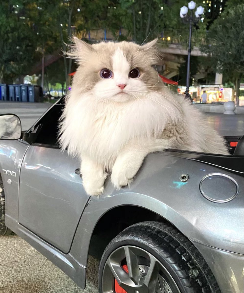 boobacrypto's tweet photo. get in loser we're goin shopping https://t.co/1M4TEN0P0p