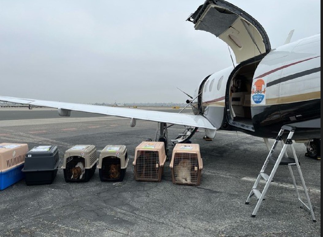 Several animal welfare organizations partnered up to fund the transfer of 20 dogs out of the shelter and fly them via chartered plane to Dane County Humane Society in Wisconsin for adoption. <a href="/helpinRIVcoPETS/">RivCO animalSERVICES</a> Learn more: ukenreport.com/shelter-dogs-r… #BestStoryOfDay