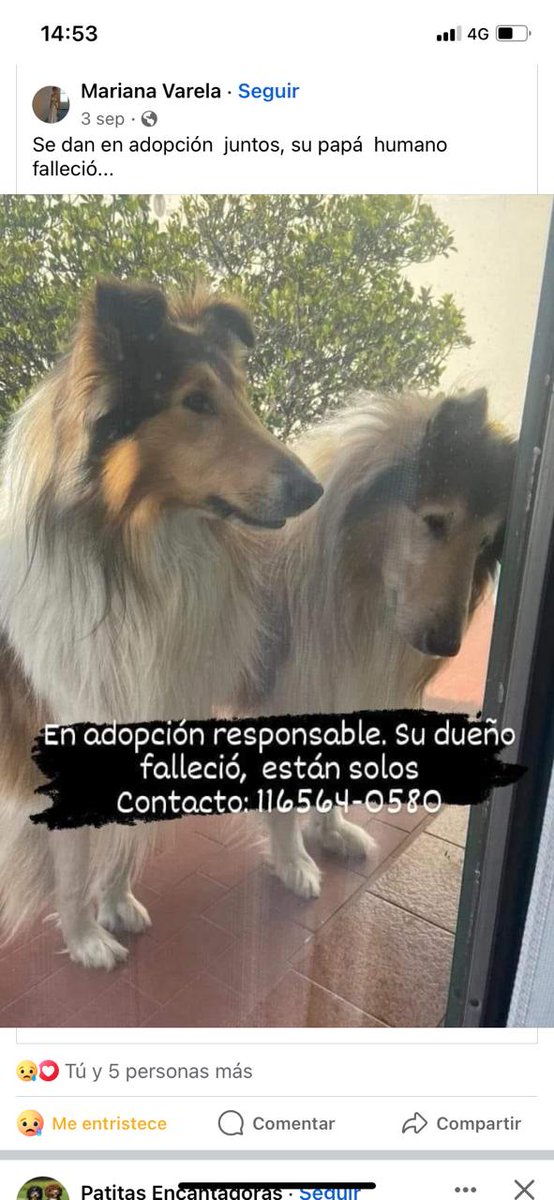 Perrosenlacalle's tweet photo. Me piden compartir, su dueño lamentablemente falleció 😢 https://t.co/LQigOyD3zf