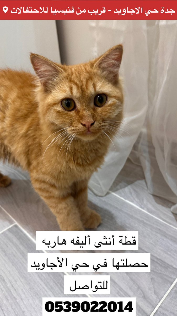 الحالة: قط بيت اليف عثر عليه ضايع او متخلى عنه
#جدة 
المكان: حي الاجاويد - قريب من فينيسيا للاحتفالات 
الجنس: أنثى
العمر: سنة
النوع: Tabby cat 
اللون: برتقالي 
الصحة: سليمه
وسيلة تواصل عبر منصة X تويتر سابقا: 
<a href="/Nada13oo13/">Nada</a> 

#قطط_جدة #قطط_مفقوده #قطط_للتبني 
<a href="/JeddahCats/">قطط جدة</a> <a href="/StoppIttt/">.</a>