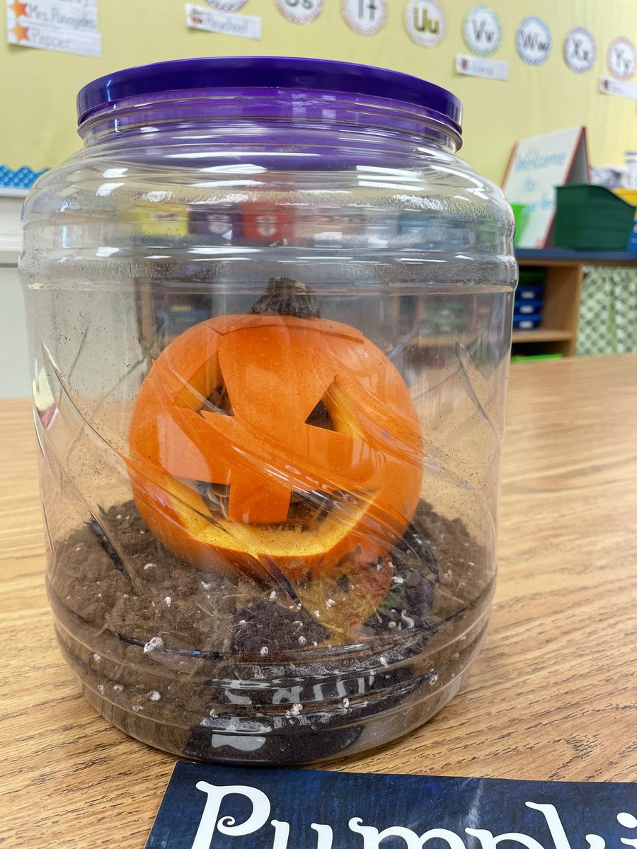 Ms_Murraysclass's tweet image. It’s an exciting time for a Pumpkin Jack update! From October 2022 to September 2023, we’ve watched Pumpkin Jack go through a full life cycle and now have Jack Jr. almost fully orange! @PotowmackES #EaglesDeserveIt23