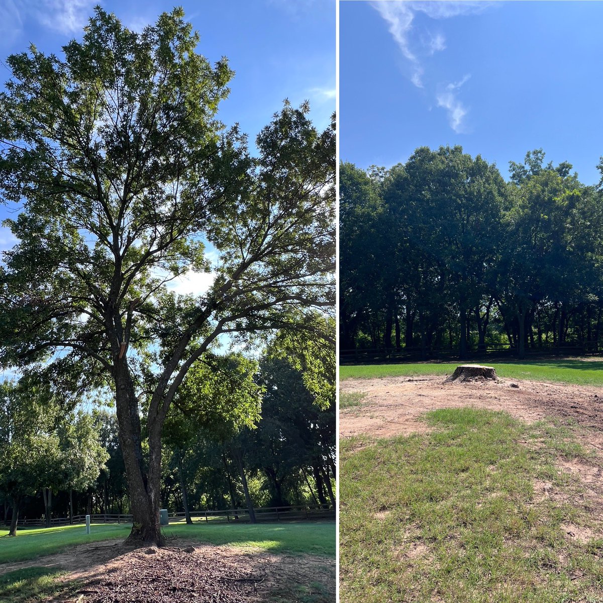 #treeremoval #treetrimming #treeshaping #stumpremoval #stumpgrinding #ForestryMulching #landclearing #crownreduction #commercial #residential #insuredandbonded