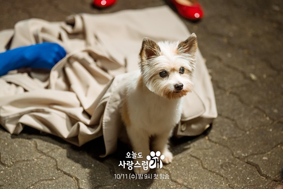 mbcdrama_pre's tweet photo. 보면 절로 미소 짓게 만드는 해나X개나☺️
찰떡같이 닮은 귀여운 모습 때문에 심쿵 주의보💓

#오늘도사랑스럽개 #오사개
10월 11일 (수) 밤 9시 첫 방송🐶

#mbcdrama #MBC수요드라마 #MBC
#AGoodDaytobeaDog
#차은우 #박규영 #이현우 https://t.co/gROCNoy9vD