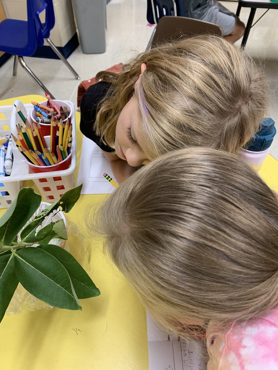 Busy week in room 94! Students are enjoying watching our monarch caterpillars grow and grow! Ss are journaling what they notice and what they wonder. Personal fave: I wonder why they have antennas on their butts! <a href="/GrantAllStars/">Grant Elementary</a>