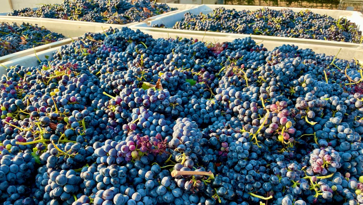 Harvest was holding out on us, but it’s looking really good right about now. 👀🔥 #Harvest #LodiWine #RipeForThePicking