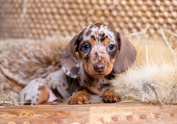 How adorable 🥰🐾🐾🐕

#longhaireddachshund #dog #cute