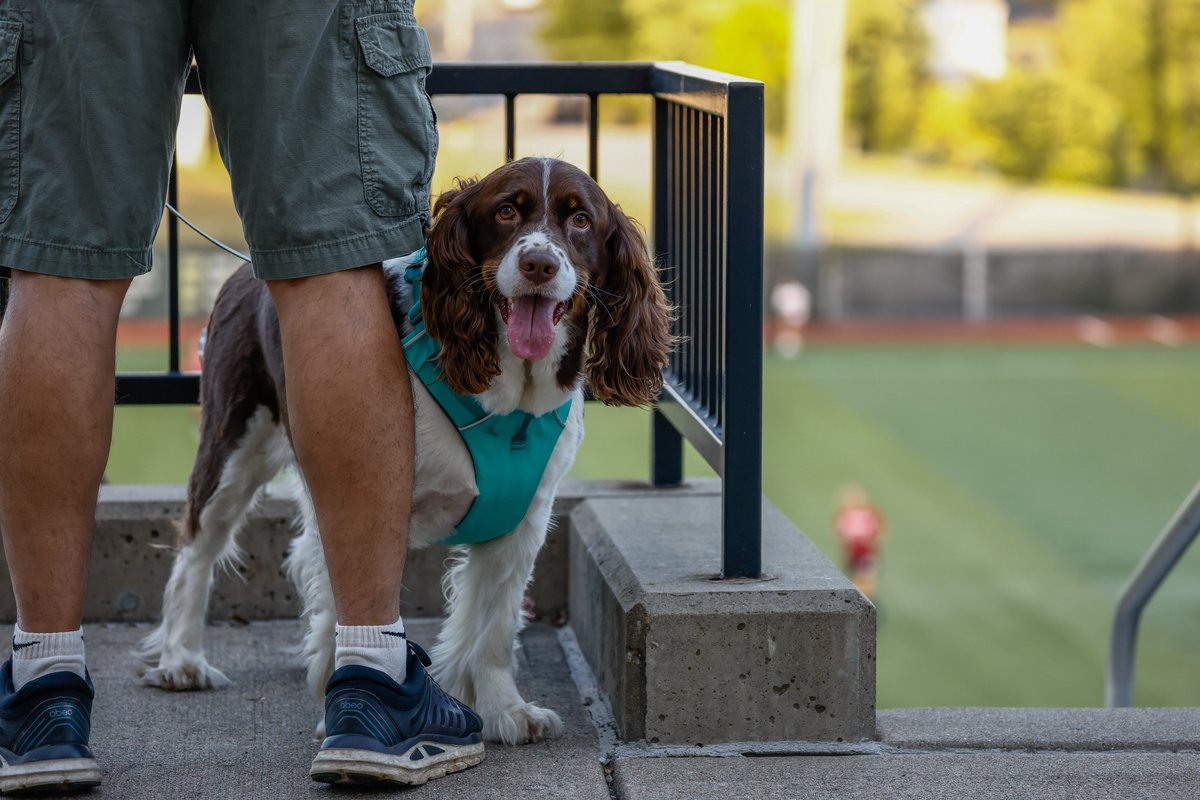 𝗣𝗨𝗣𝗦 at the 𝗣𝗜𝗧𝗖𝗛 🥰

<a href="/NKUNorse/">Northern Kentucky Athletics</a> | #NorseUp