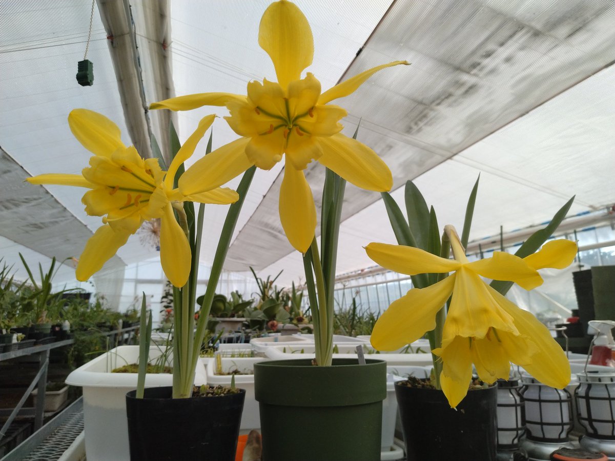 パラモンガイア（Paramongaia Weberbaueri）3株同時に開花しました