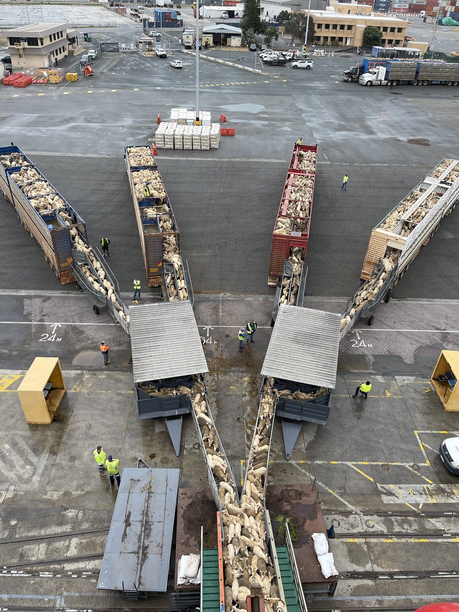 The Livestock Collective tweet media