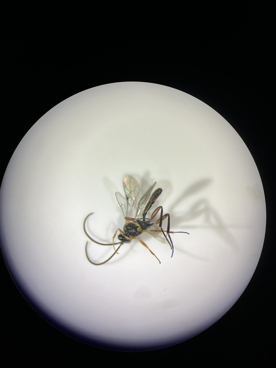 HodgesGraceBio's tweet photo. Researching insects leads to a wonderful collection of invertebrate photos on my phone: https://t.co/W2C3Dvr05i