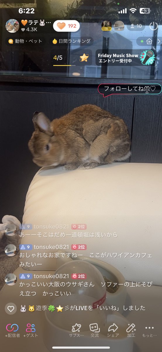 #阪神18年ぶり優勝 
モカピもソファから
飛び込み練習www

あれれ？
🐰🟰ジャイアンツ
じゃなかった？

#アレ達成 #あれ