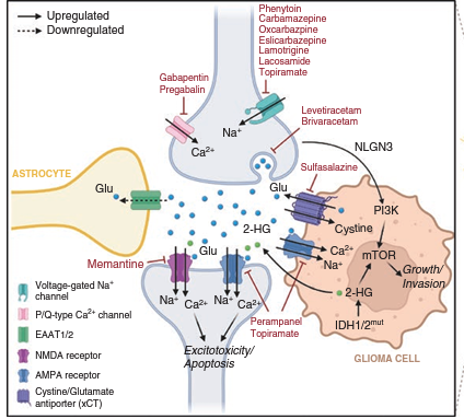 NeuroOnc's tweet photo. Brain tumor-related epilepsy management: SNO consensus review on current management   https://t.co/OCDdk9uNLt https://t.co/4kXCIMdWFL