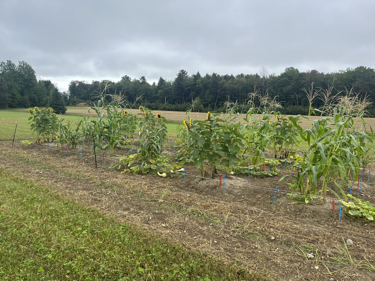 prabinghimire12's tweet photo. The three-sister polyculture is a fascinating example of how indigenous people have developed sustainable and productive farming systems. 
I am studying how this system affects the soil quality, Soil health and crop yield. 
If you have any insights or resources let’s connect. https://t.co/UEVyN1aVt8