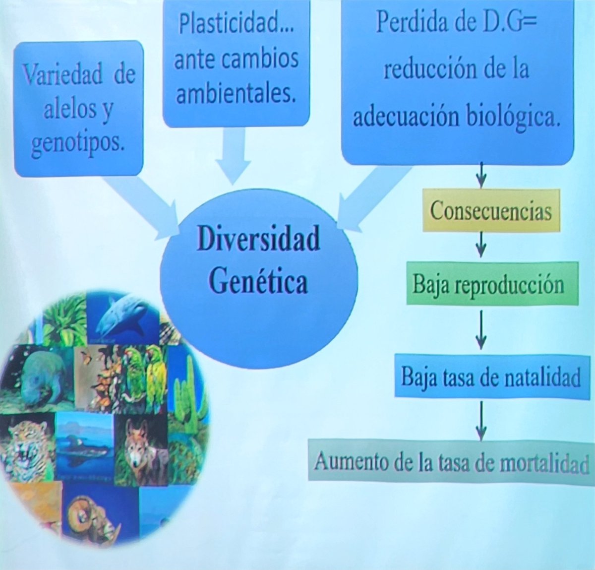 VictoriaDACb005's tweet photo. En conmemoración al día nacional del manatí (7 de Septiembre) se llevó a cabo una conferencia sobre la importante labor que realizan en la @DACBiolUJAT para la conservación de los manatíes, especies importantes para el ecosistema y que están en peligro de extinción https://t.co/ifjz8JV9LC