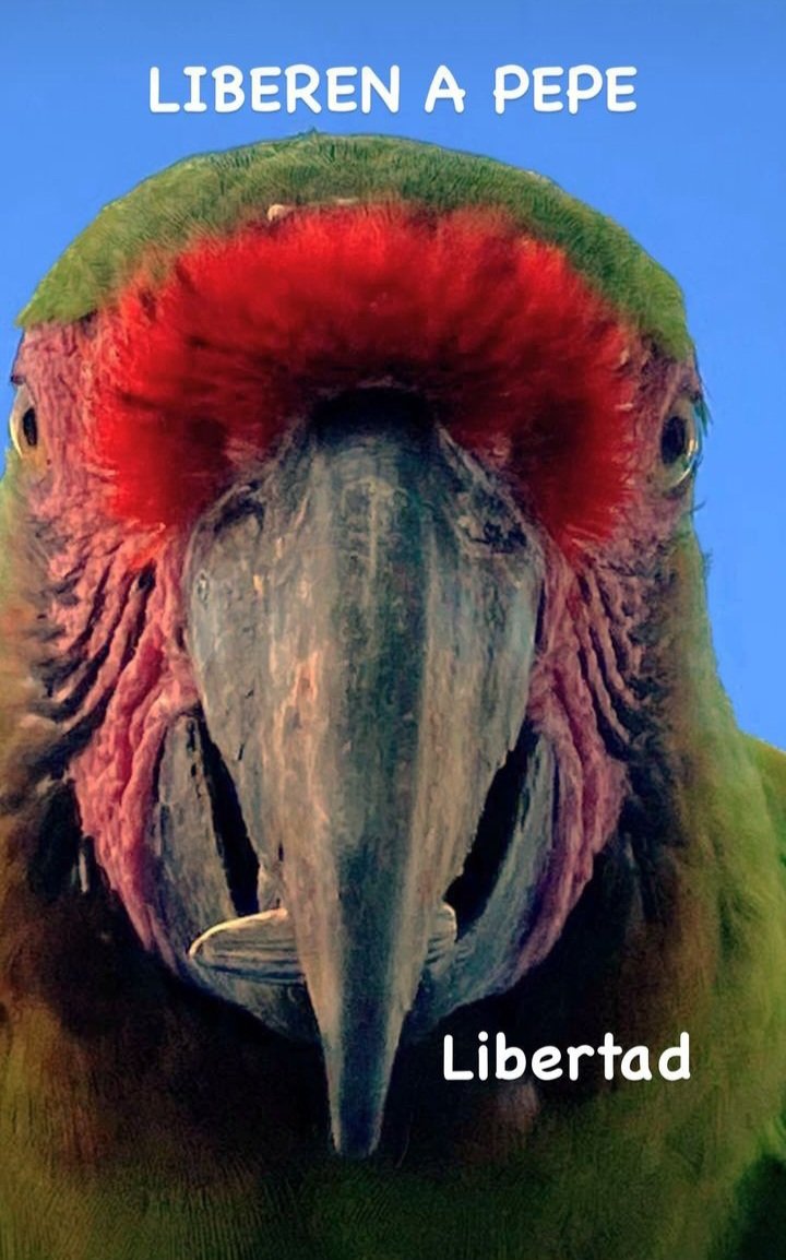 marieromeroot's tweet photo. Por favor difundir: El día de hoy en el Instituto Cumbres Caracas, alguien sin alma privó de su libertad a esta hermosa Guacamaya Ara Militaris, un ave libre, hermosa y única en Caracas. Pido difundir y pido su liberación!!! Es un acto criminal encerrar a Pépe. DIFUNDIR https://t.co/p5DrVBT3uO