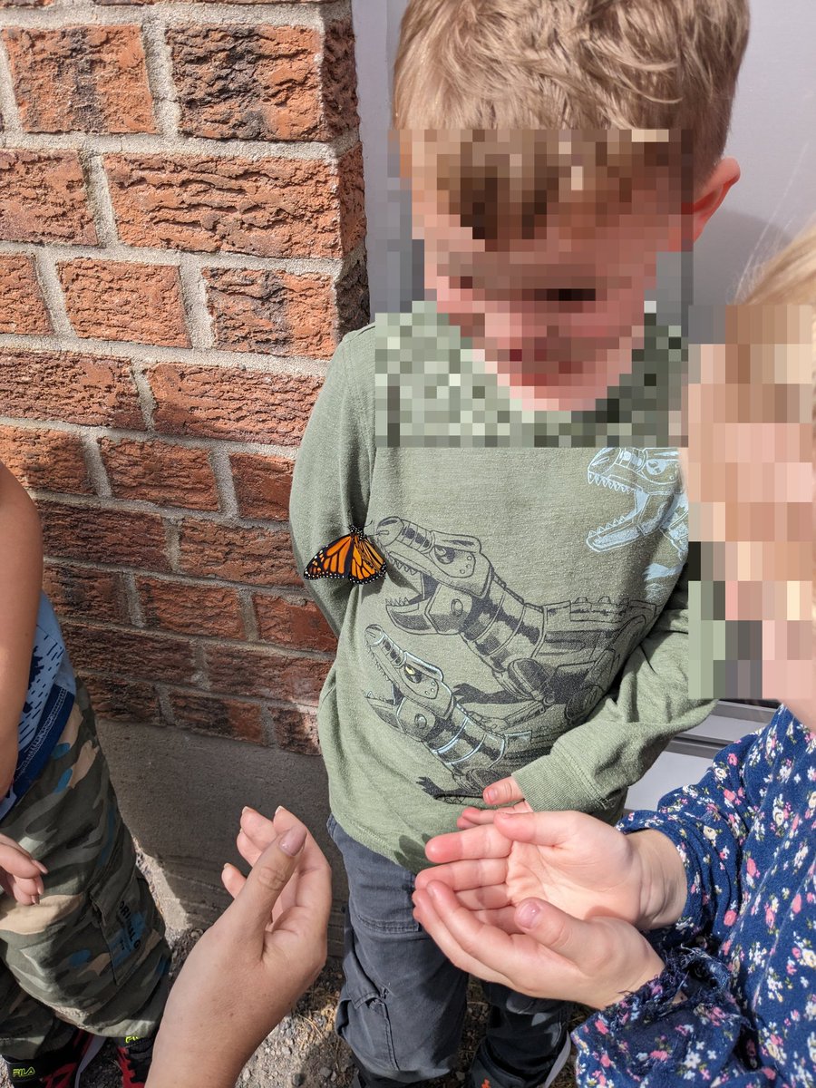mrpelow's tweet photo. We met our first butterfly today! Princess emerged from her chrysalis this morning, and this afternoon tickled some palms before taking flight to continue the life cycle! @TES_LDSB @LimestoneDSB 🦋 1 down, 2 to go 🐛 https://t.co/zZMMUA4WoV