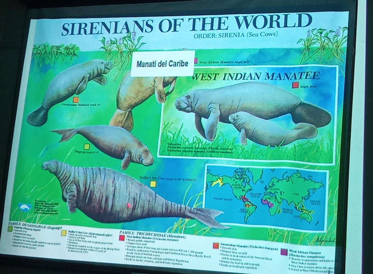 ValeriaRMendoza's tweet photo. Interesantes pláticas del día de hoy en @DACBiolUJAT con las presencias del biólogo Luis Fernando Cabrera González y Guadalupe Gómez Carrasco. Nos platicaron a profundidad sobre su especie y el porqué es importante estudiarlos genéticamente para la prosperidad de la especie. https://t.co/QytwE4XjgR