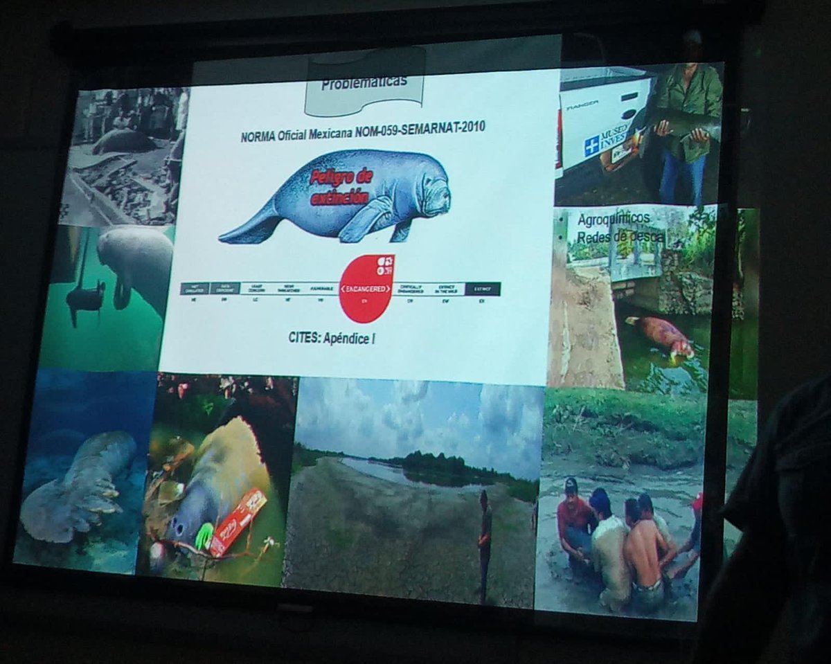 ValeriaRMendoza's tweet photo. Interesantes pláticas del día de hoy en @DACBiolUJAT con las presencias del biólogo Luis Fernando Cabrera González y Guadalupe Gómez Carrasco. Nos platicaron a profundidad sobre su especie y el porqué es importante estudiarlos genéticamente para la prosperidad de la especie. https://t.co/QytwE4XjgR
