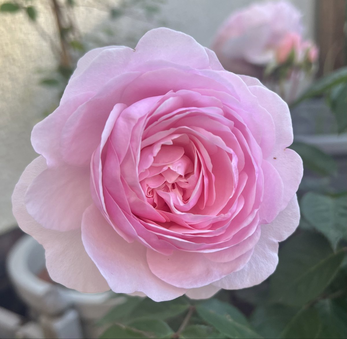 It’s #FridayPink and a good reason to post Olivia Rose Austin, still flourishing in its second flush. Happy Friday everyone, enjoy the last throes of summer today!☀️ 🩷🌸💕🎀 #FlowersOnFriday #mygarden #NotRoseWednesday #Roses23 #FridayFeeling #GardeningX