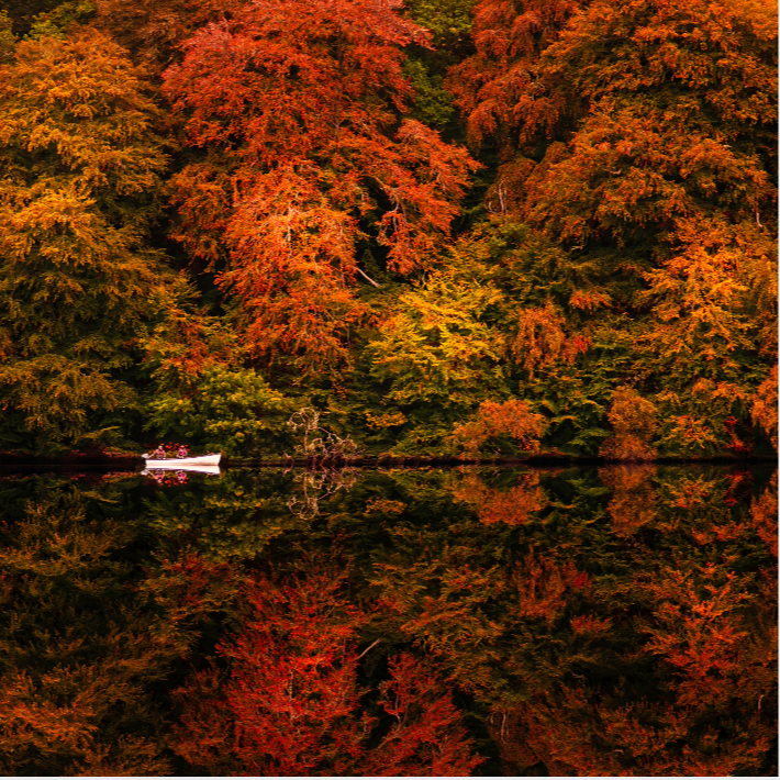trafficscotland's tweet photo. It is that time of year when the leaves begin to fall from the trees🍂
There are many beautiful places to visit in the Autumn🧡
One of our favourites is Faskally Forest in Pitlochry!
Send in some of your Autumn pics below👇
@VisitScotland #ScottishScenery #AutumninScotland https://t.co/RHT0bwyClY