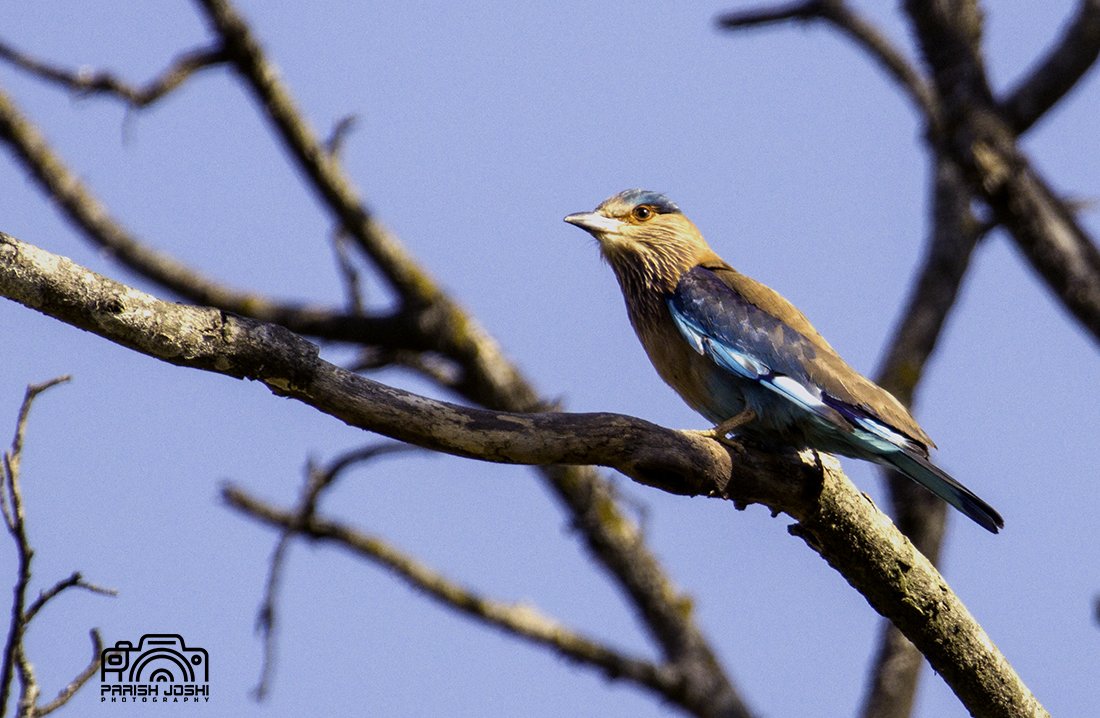 parishjoshi's tweet photo. #IndianRoller at #RajajiTigerReserve #Uttarakhand #May23 #Klickers #FCR #IndiAves #ThePhotoHour #natgeoindia #CanonIndia #BBCwildlifePOTD @joysafaribay @Saket_Badola @WildlifeMag @incognito9 @trikansh_sharma @GetMohanThomas @byadavbjp @rameshpandeyifs
@Avibase https://t.co/c3MXodimJv
