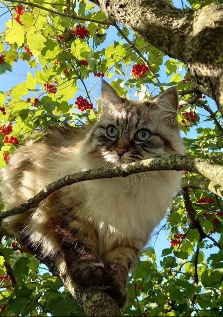 Flocat12's tweet photo. Très jolie journée à tous  💚🤍🩵
Bisous  ma TL 💋 https://t.co/O811YilYMy