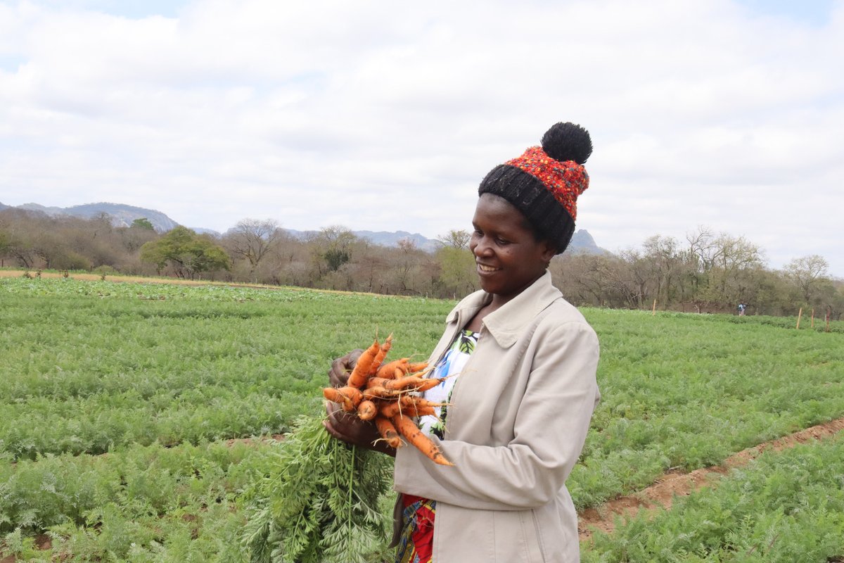 WFP_Zimbabwe's tweet photo. 🥕🥕🥕 fresh from the garden

Sekai Chipara from Mwenezi has started harvesting some of her carrots at Muwayawaya garden. 

"I am glad we have water supply throughout the year,  we are now able to produce our own food without waiting for food handouts. We are empowered." https://t.co/d2bBcaFBt9