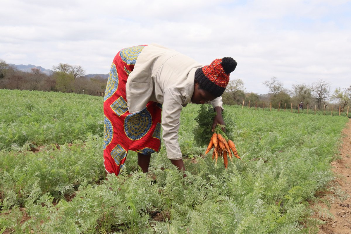 WFP_Zimbabwe's tweet photo. 🥕🥕🥕 fresh from the garden

Sekai Chipara from Mwenezi has started harvesting some of her carrots at Muwayawaya garden. 

"I am glad we have water supply throughout the year,  we are now able to produce our own food without waiting for food handouts. We are empowered." https://t.co/d2bBcaFBt9