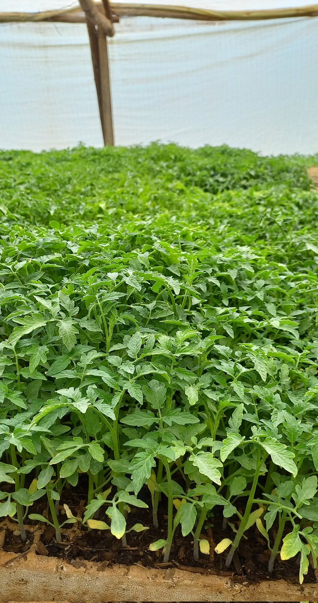 *Tech Friday* ✍🏽✍🏽✍🏽✍🏽

 *Benefits of Crop Rotation* 
●Enhance Soil Structure
●Boost Soil Fertility
●Prevent Soil Erosion
●Prevents the Concentration of Pests and Diseases
●Reduces Weed Growth

#rimasomething
#greenhopeseedlings
#seedingyoursuccess