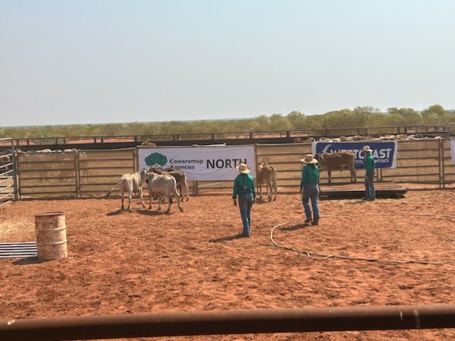 KP Cattlemen's Assoc tweet media