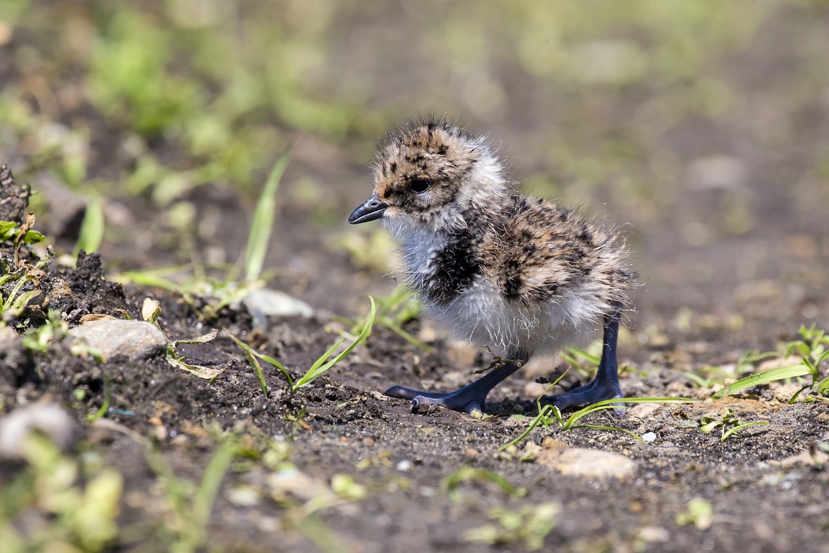 An Flussufern und auf Kiesbänken brütende Vogelarten wie Flussregenpfeifer und Kiebitz sind durch Störungen und Lebensraumverlust stark bedroht. Wer in Naturschutzgebieten mit Sandbänken und entlang von Flussufern Rücksicht nimmt und auf den Wegen bleibt, hilft diese Arten. 📷 MB